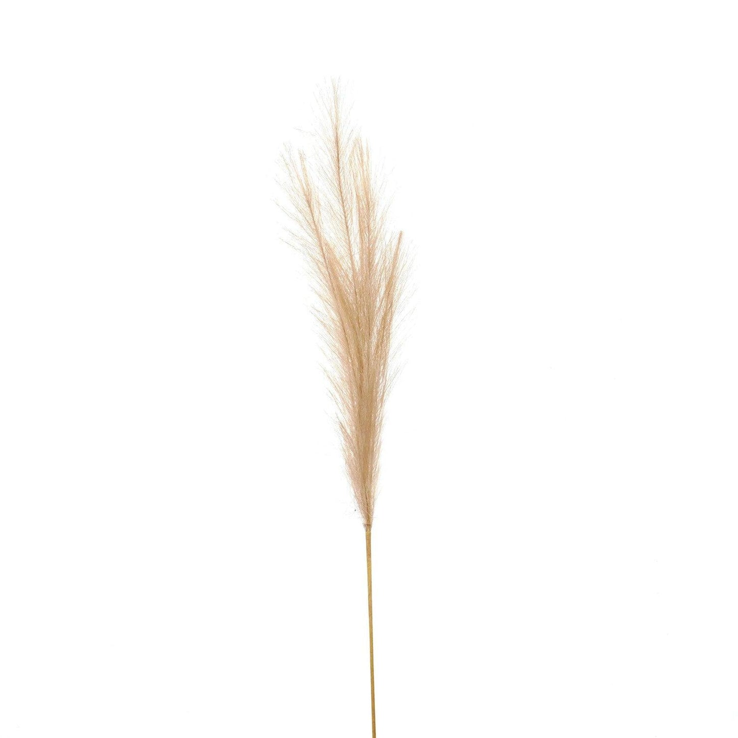 Bleached Faux Pampas Grass Stem - Eudemonia Home Goods