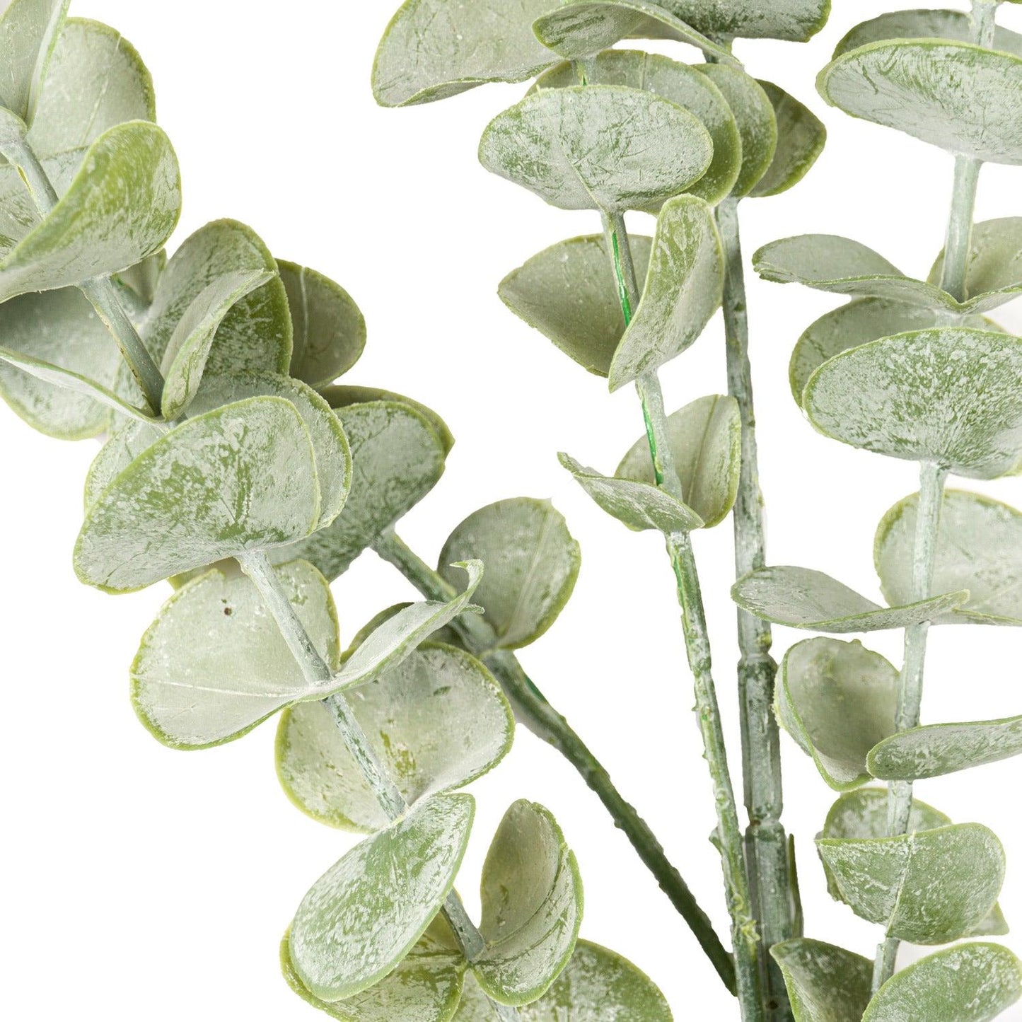 Gunnii Eucalyptus Spray - Eudemonia Home Goods