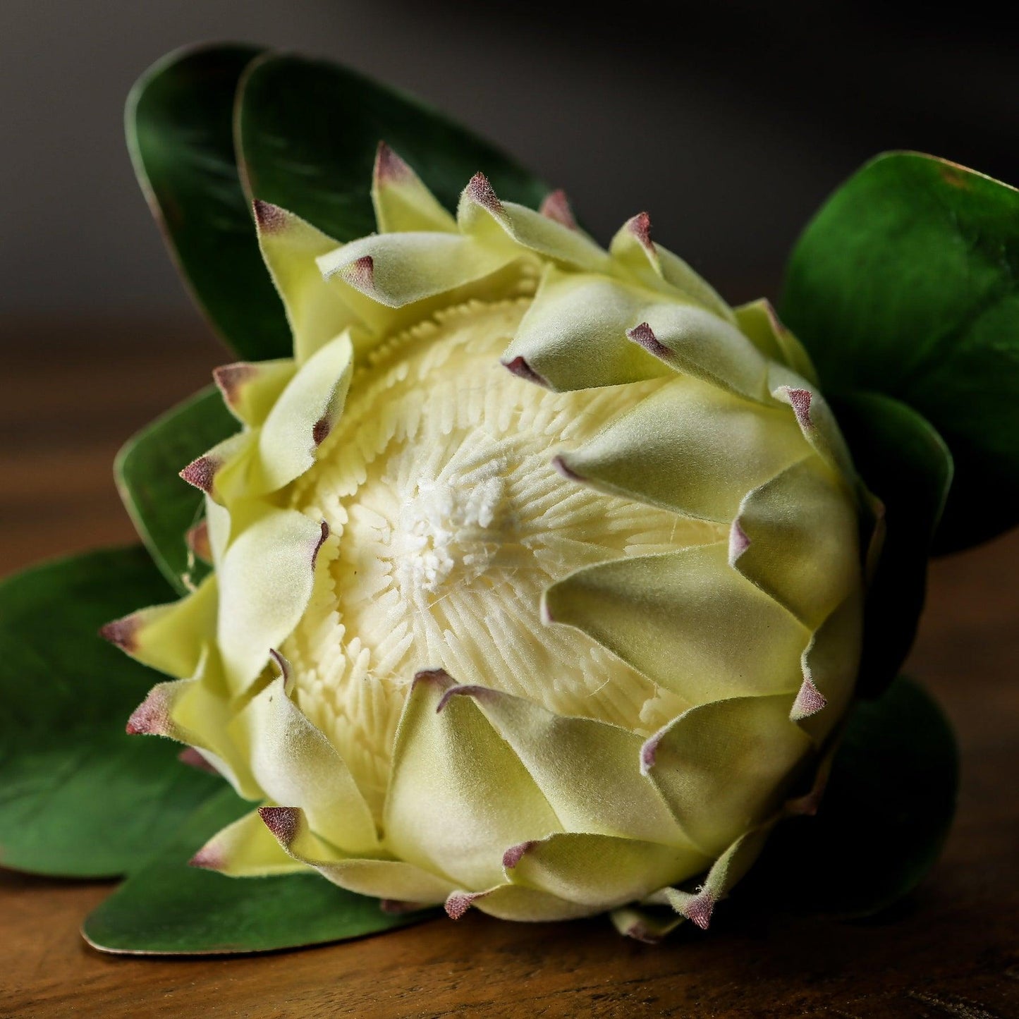 Large White Protea - Eudemonia Home Goods