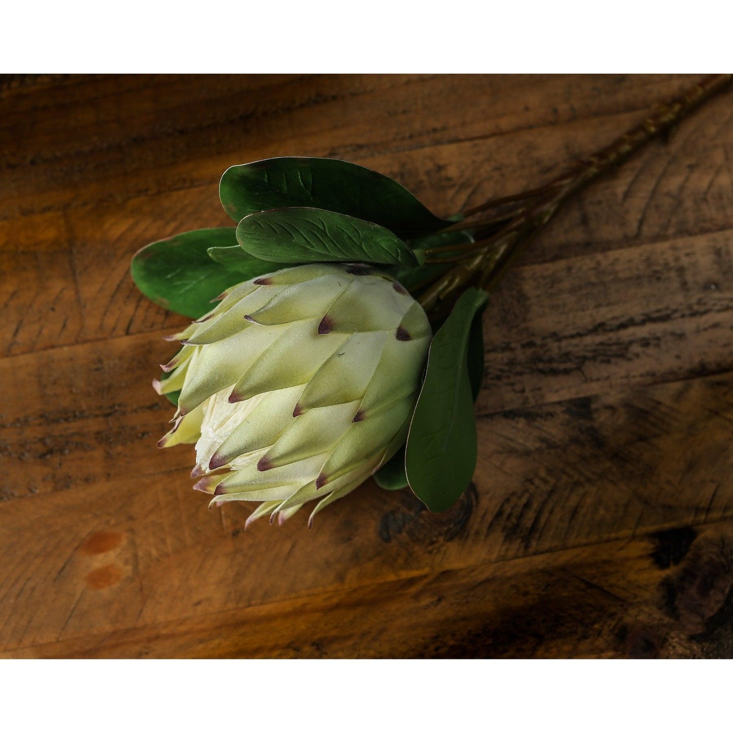 Large White Protea - Eudemonia Home Goods