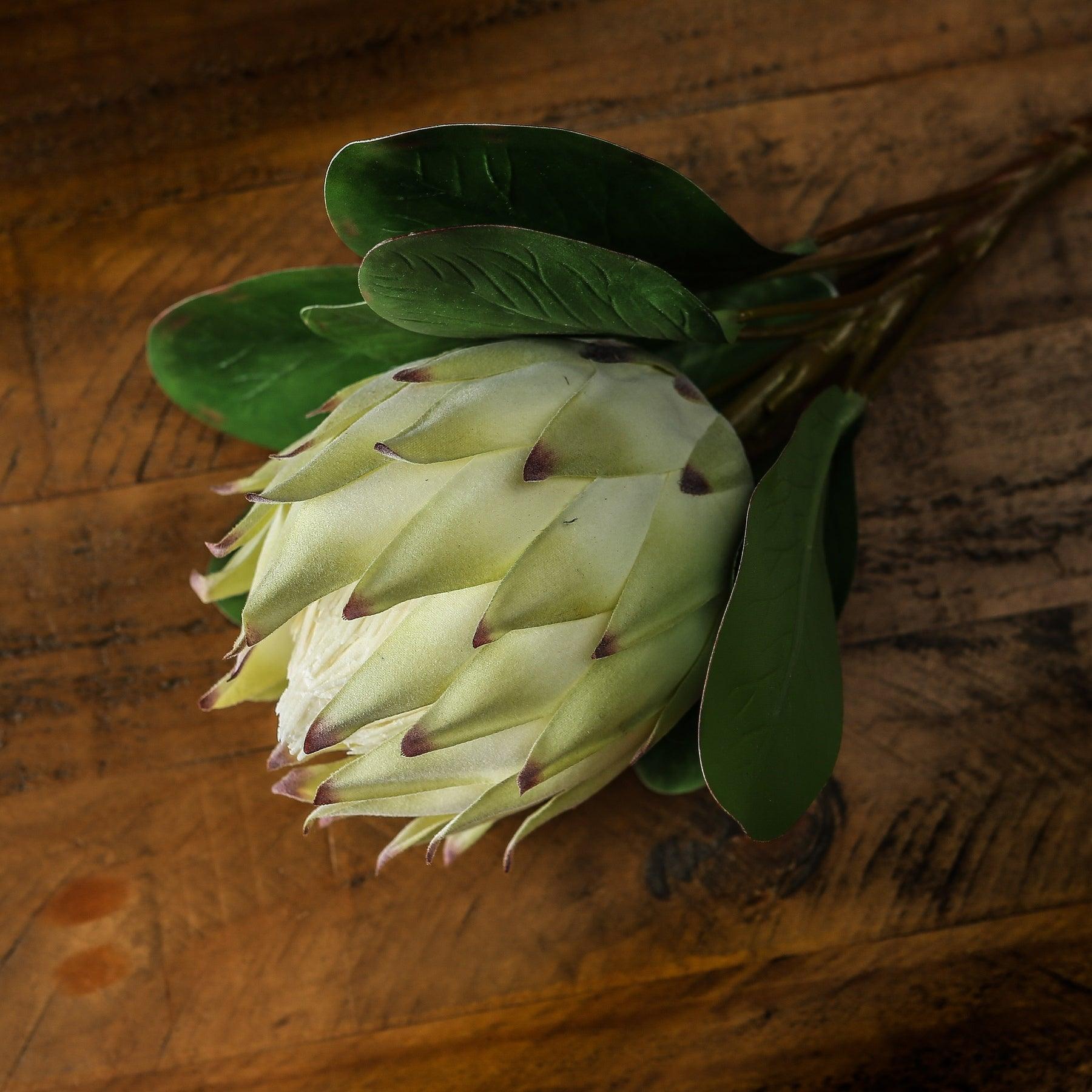Large White Protea - Eudemonia Home Goods