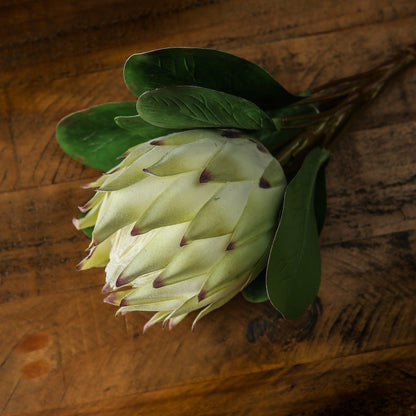 Large White Protea - Eudemonia Home Goods