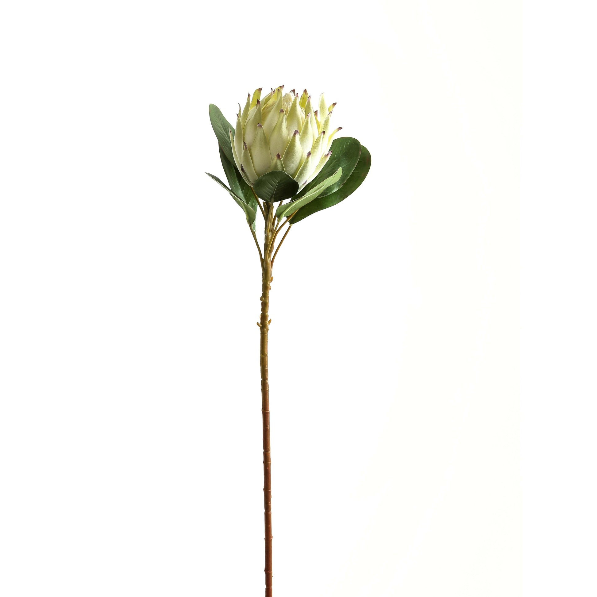Large White Protea - Eudemonia Home Goods