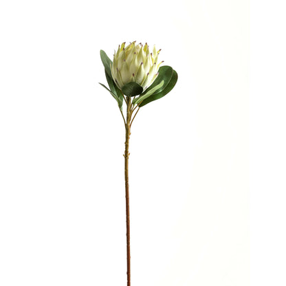 Large White Protea - Eudemonia Home Goods
