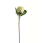 Large White Protea - Eudemonia Home Goods
