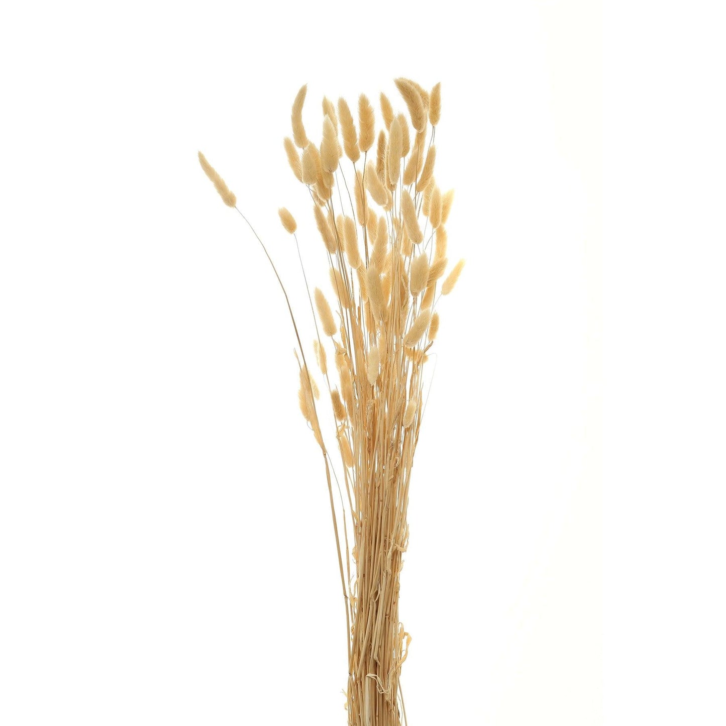 Bouquet Of Tall Bunny Tails - Eudemonia Home Goods