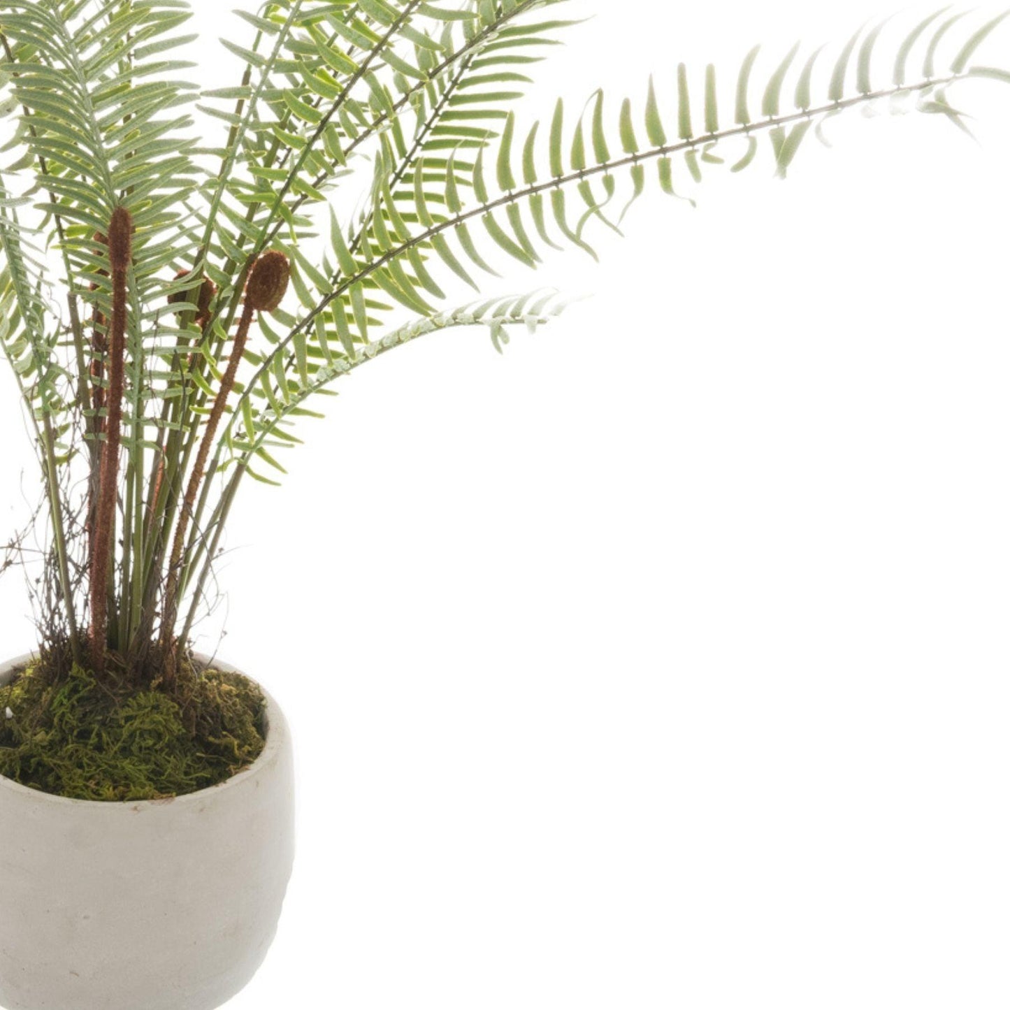 White Potted Boston Fern - Eudemonia Home Goods