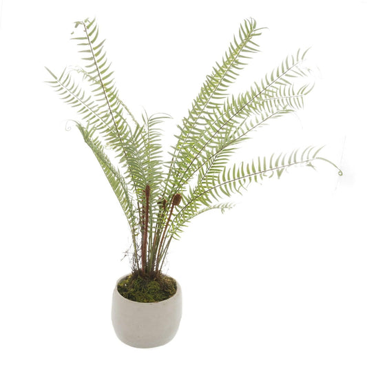 White Potted Boston Fern - Eudemonia Home Goods