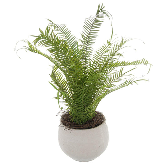 Potted Large Boston Fern - Eudemonia Home Goods