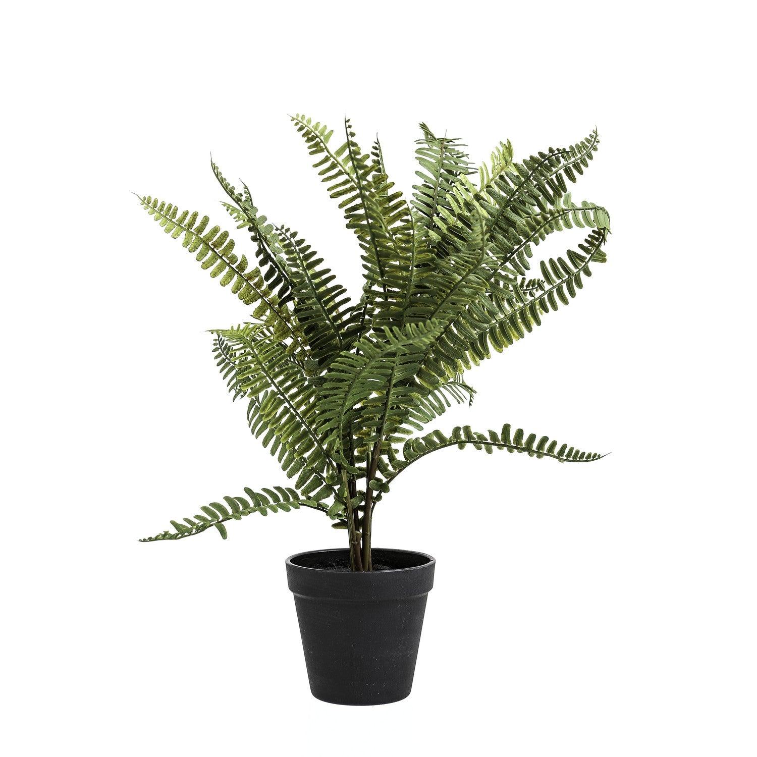 Black Potted Fern - Eudemonia Home Goods