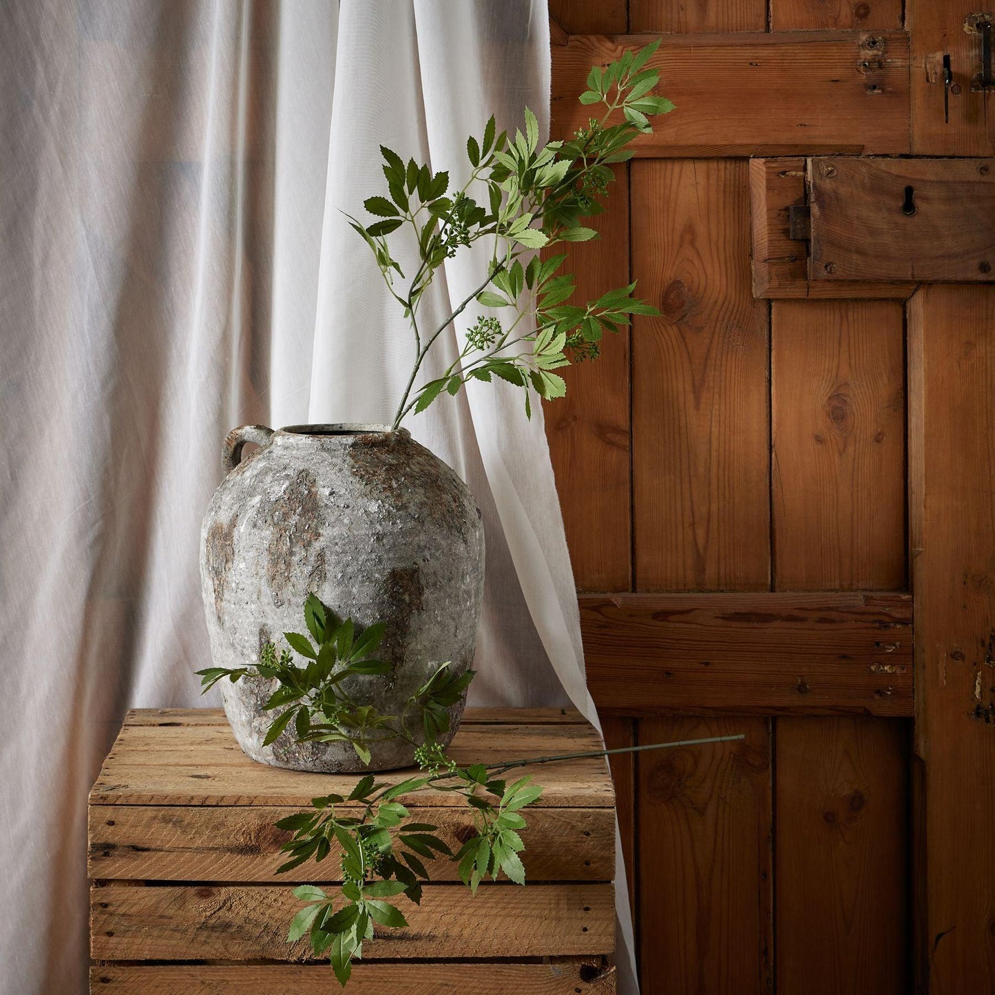 Long Fennel Stem - Eudemonia Home Goods