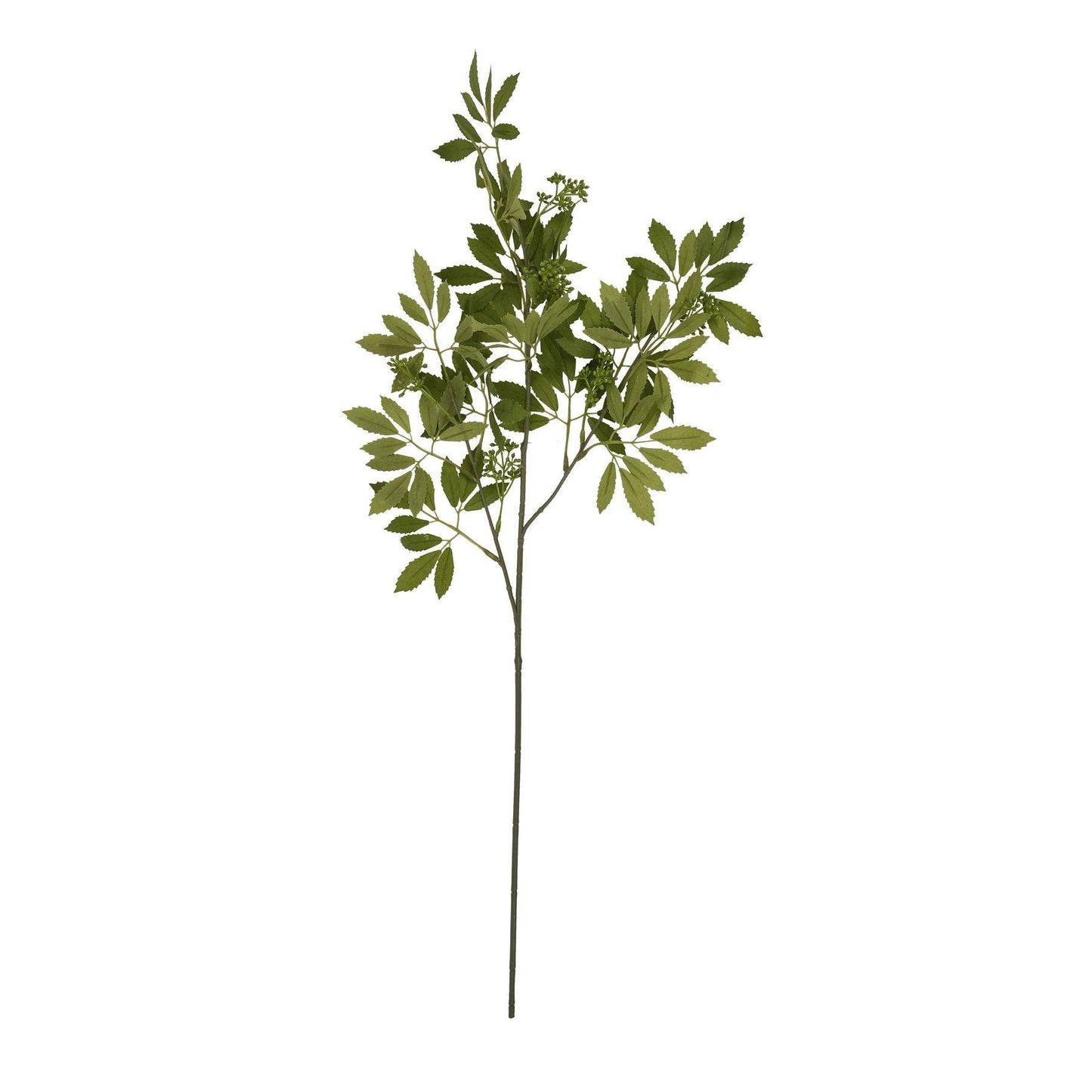 Long Fennel Stem - Eudemonia Home Goods