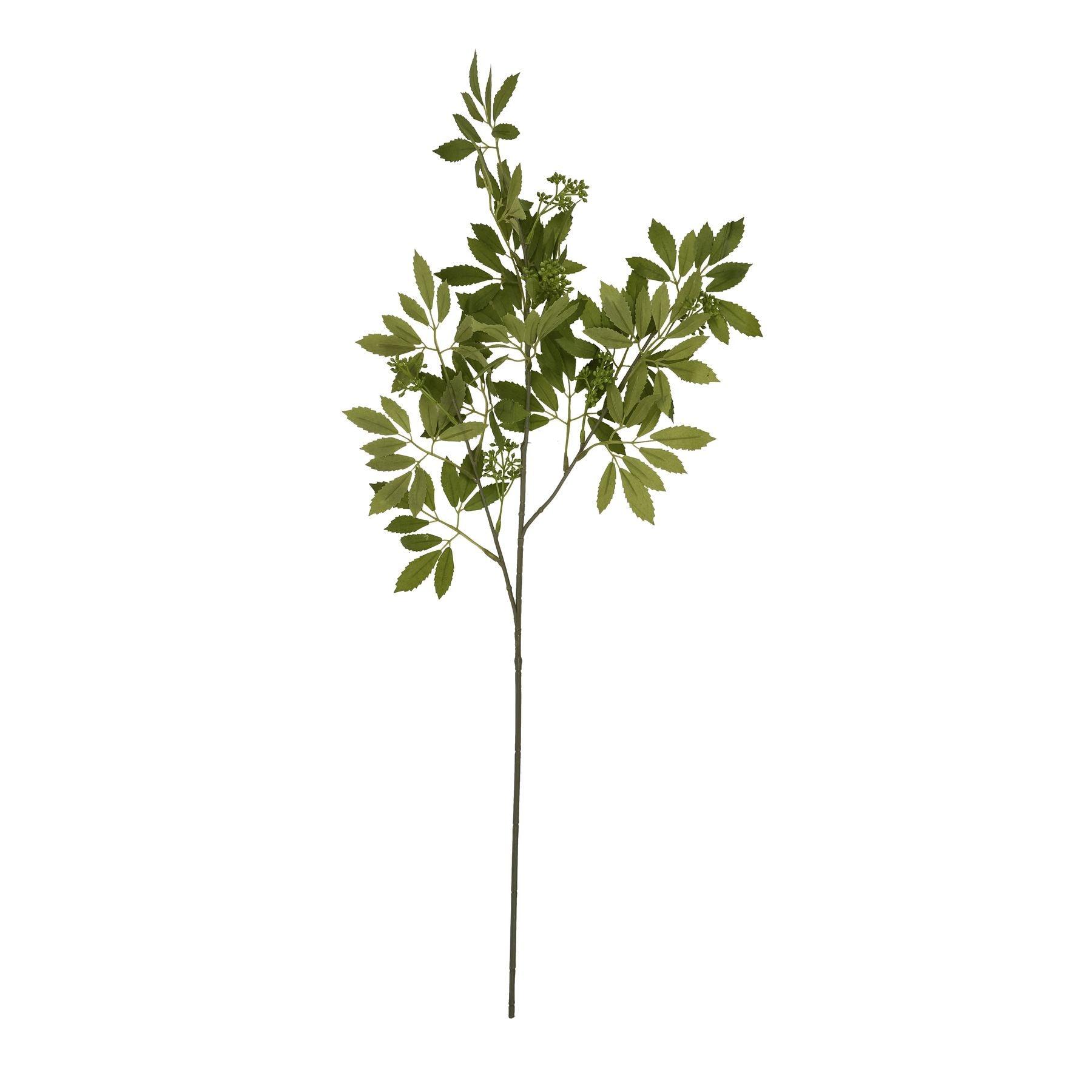 Long Fennel Stem - Eudemonia Home Goods