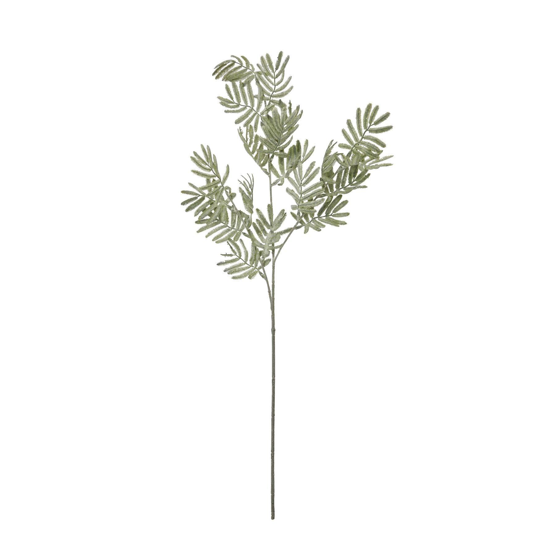 Silver Wattle Leaf - Eudemonia Home Goods