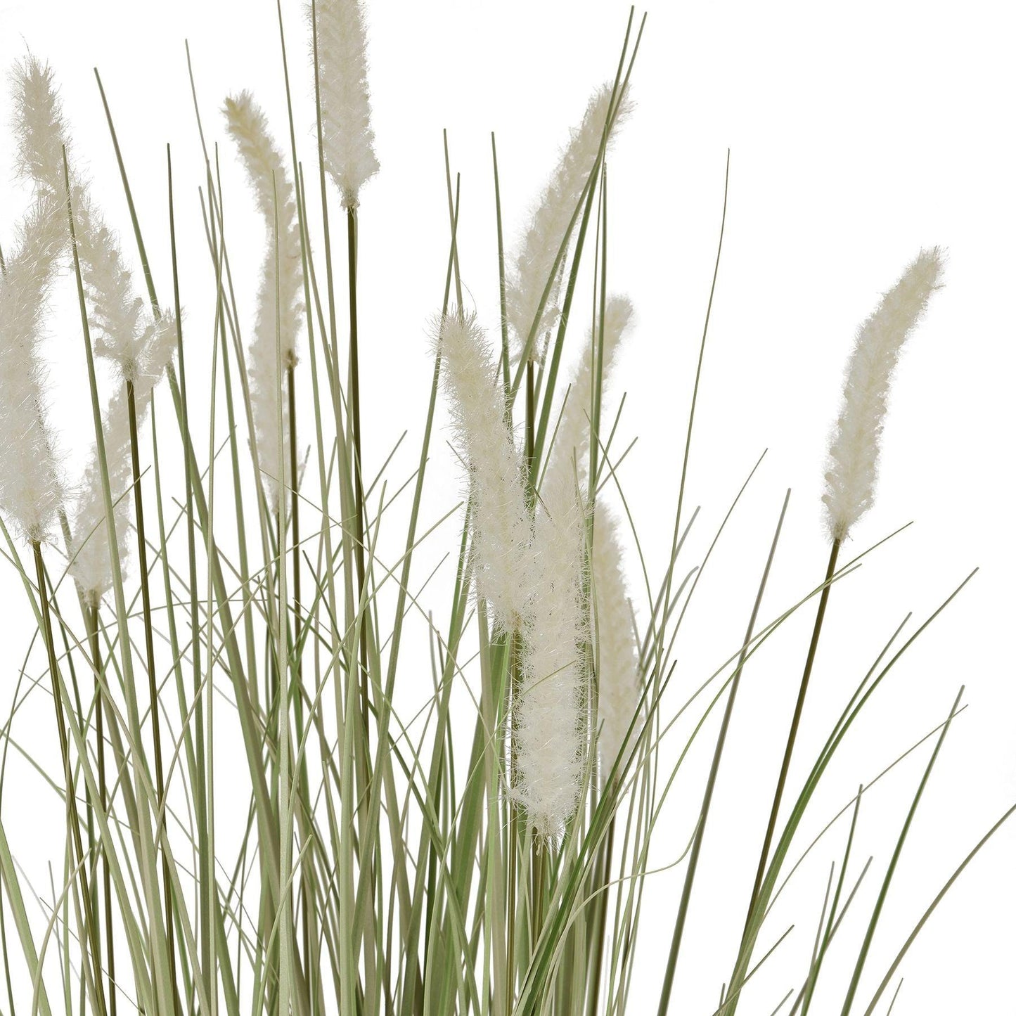 Large Bunny Tail Grass - Eudemonia Home Goods