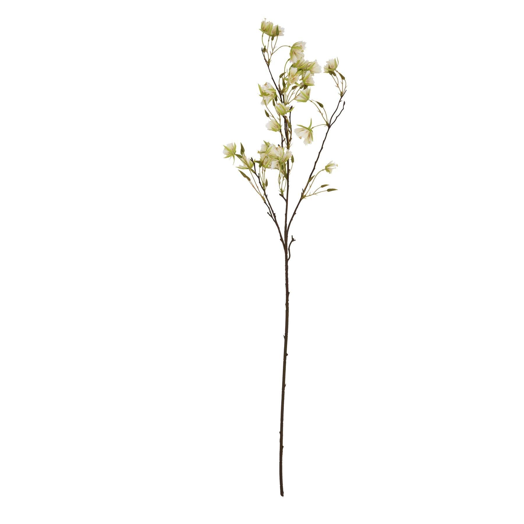 Elaeocarpus Stem - Eudemonia Home Goods