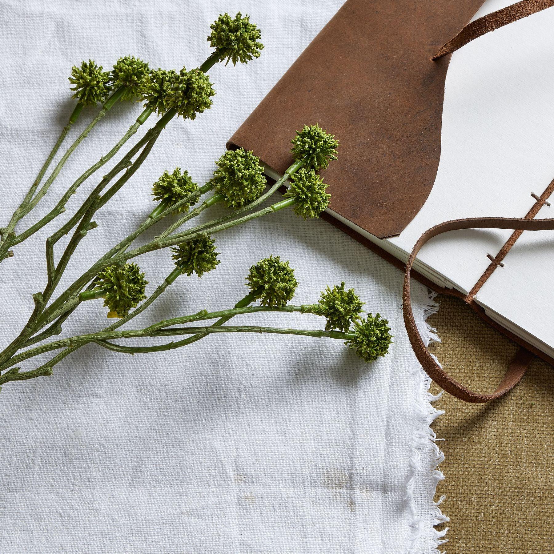 Green Craspedia Stem - Eudemonia Home Goods