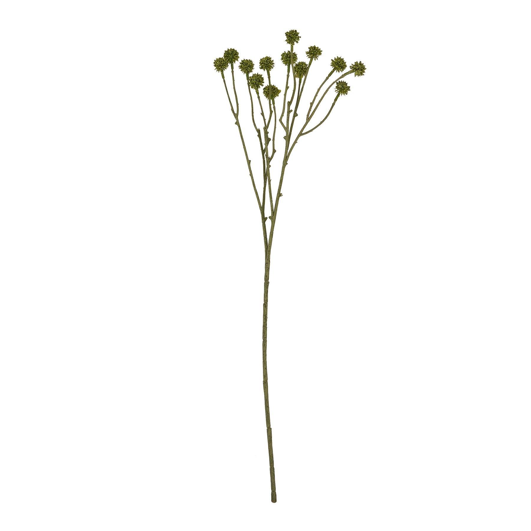 Green Craspedia Stem - Eudemonia Home Goods