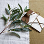 Blue Gum Eucalyptus Branch - Eudemonia Home Goods