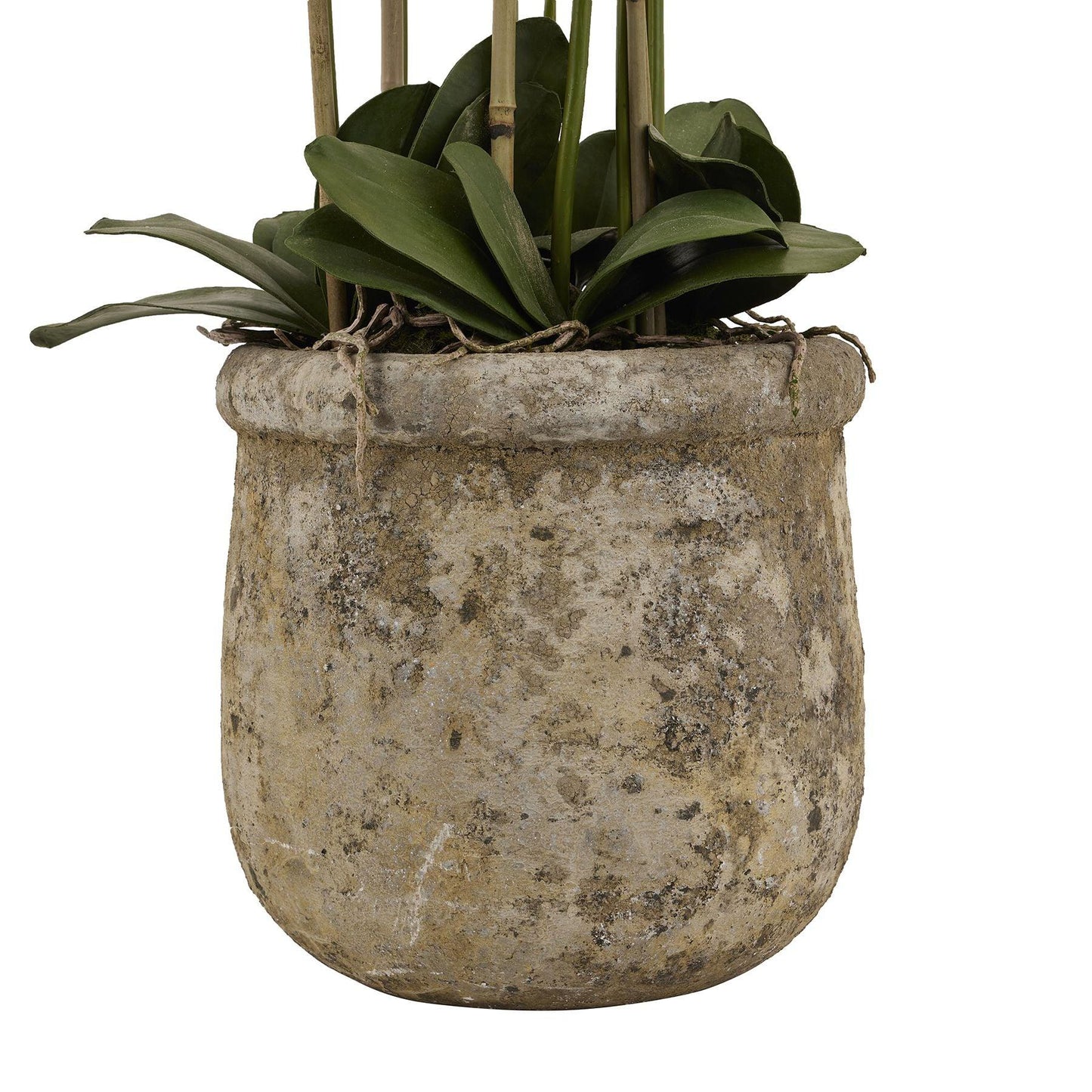 Large White Orchid In Antique Stone Pot - Eudemonia Home Goods