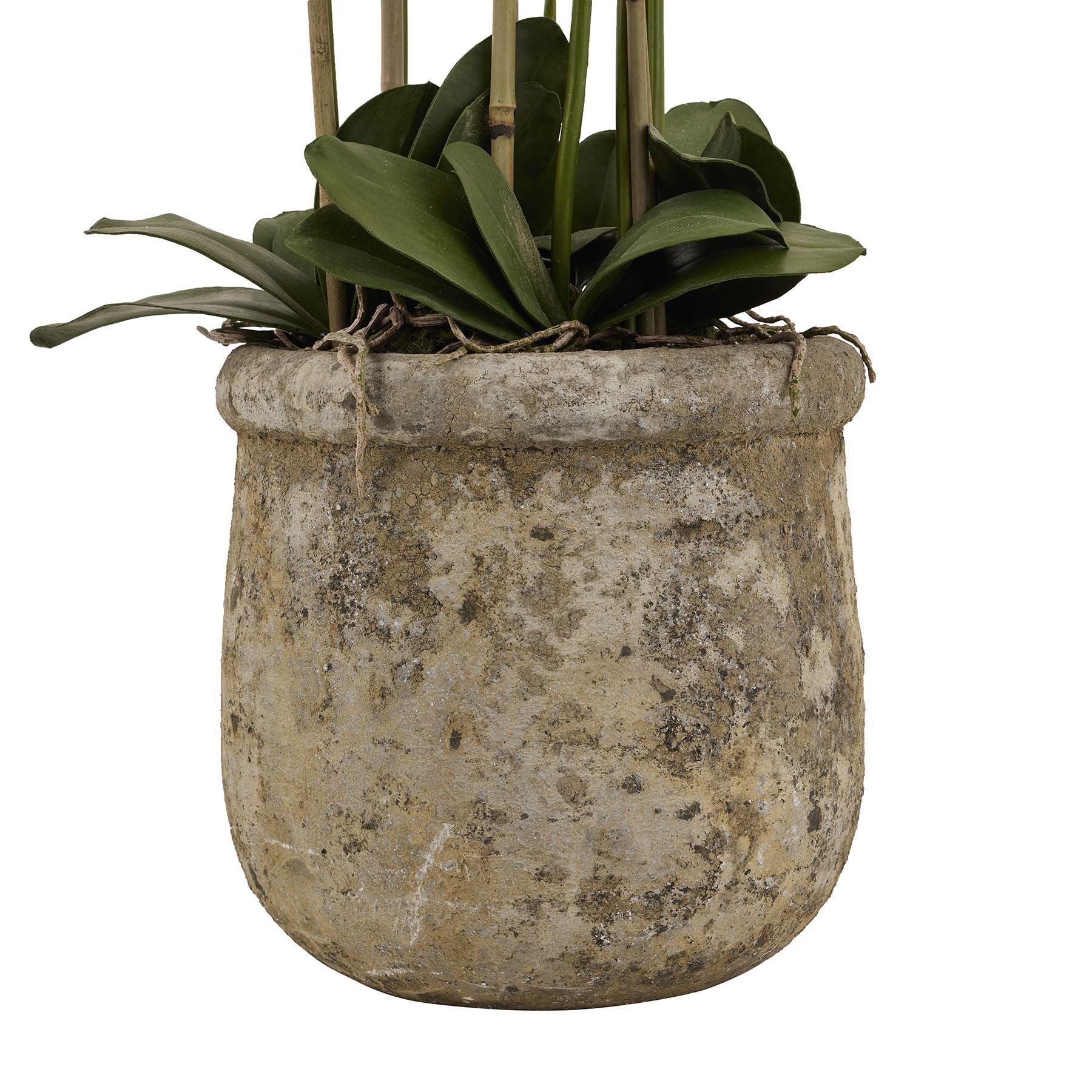 Large White Orchid In Antique Stone Pot - Eudemonia Home Goods