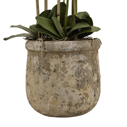 Large White Orchid In Antique Stone Pot - Eudemonia Home Goods