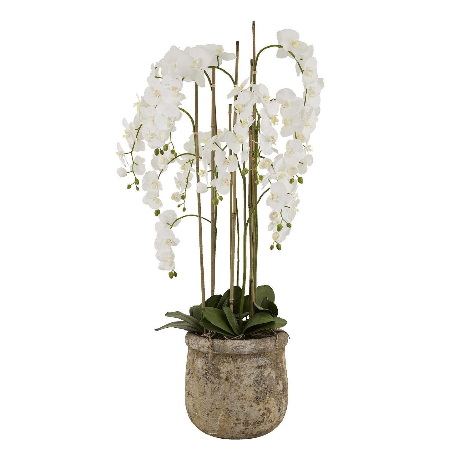 Large White Orchid In Antique Stone Pot - Eudemonia Home Goods