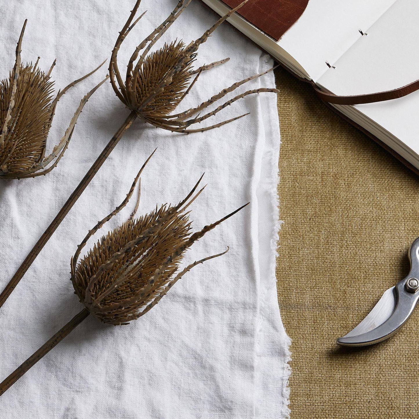 Large Brown Triple Teasle Stem - Eudemonia Home Goods