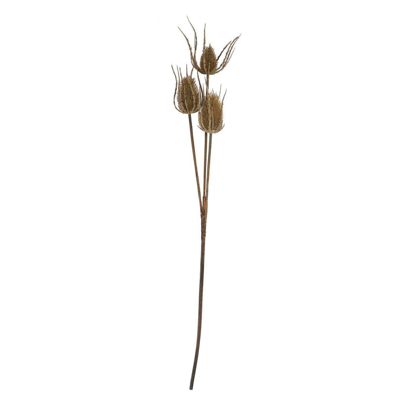 Large Brown Triple Teasle Stem - Eudemonia Home Goods