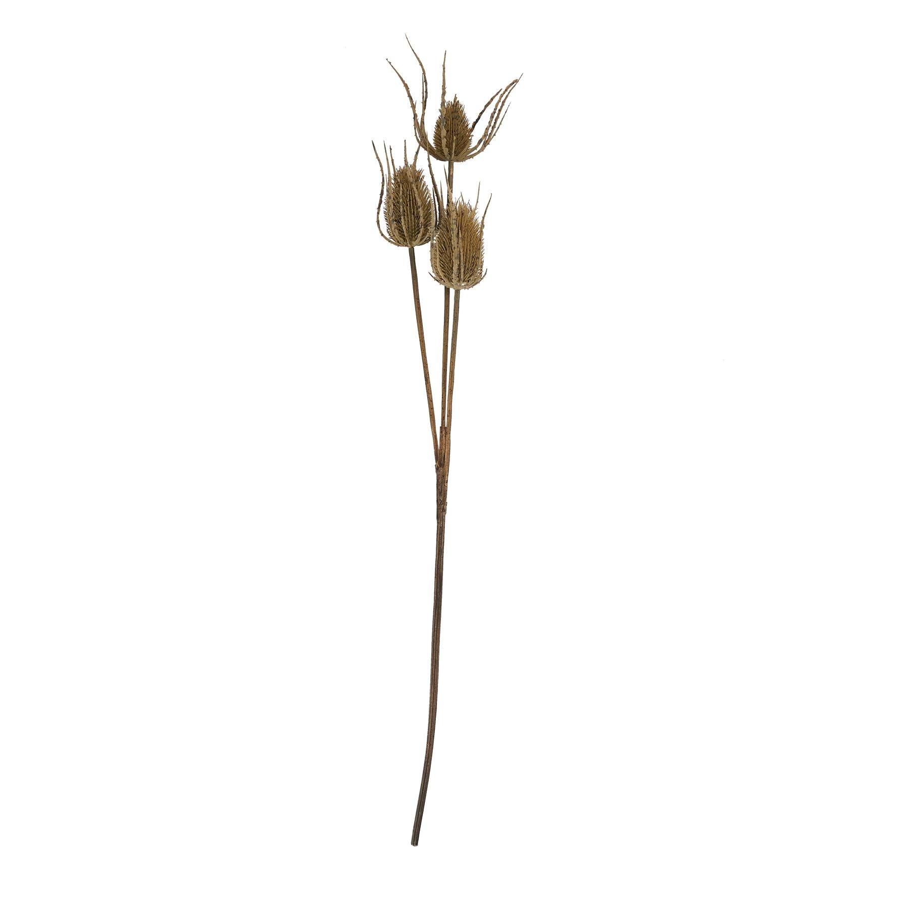 Large Brown Triple Teasle Stem - Eudemonia Home Goods