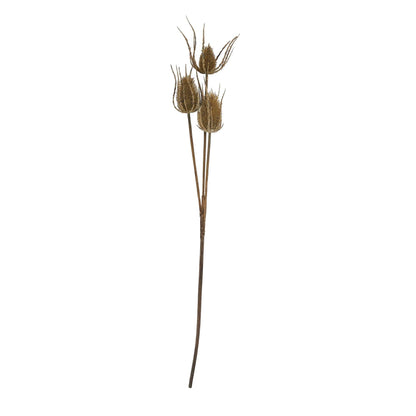 Large Brown Triple Teasle Stem - Eudemonia Home Goods