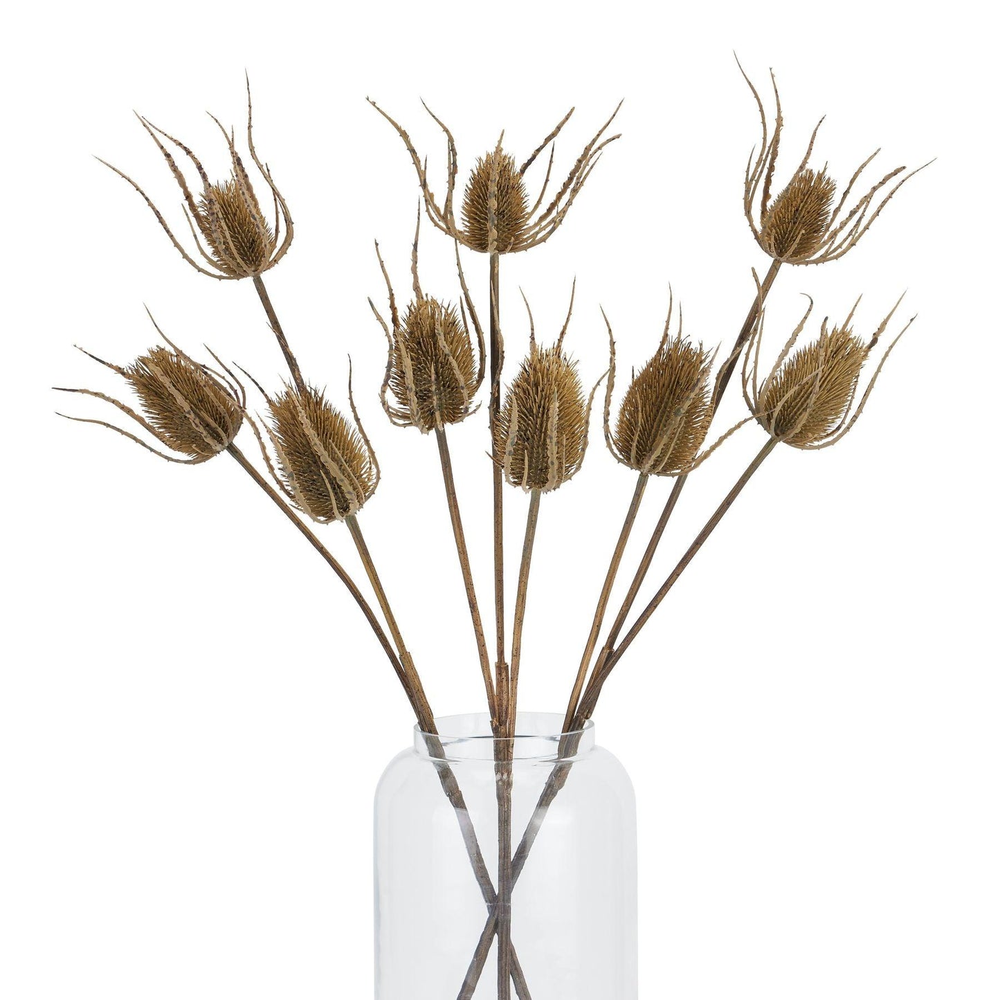 Large Brown Triple Teasle Stem - Eudemonia Home Goods